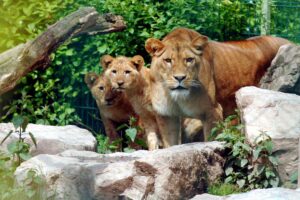 Monde Sauvage d&rsquo;Aywaille : un nouvel espace de 6.000 m² pour les lions dès le printemps 2026