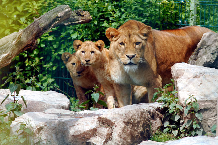 Monde Sauvage d&rsquo;Aywaille : un nouvel espace de 6.000 m² pour les lions dès le printemps 2026